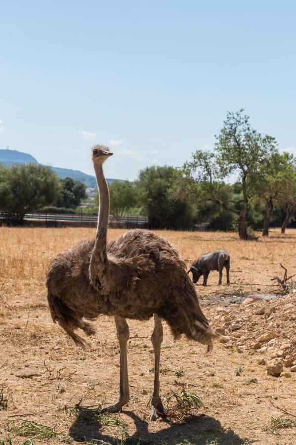 Agroturismo Can Feliu Поррерас Экстерьер фото